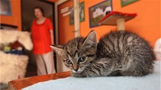 S provozem útulku pomáhá celá rodina. "Umísťujeme kolem čtyřiceti koček S provozem útulku pomáhá celá rodina. "Umísťujeme kolem čtyřiceti koček