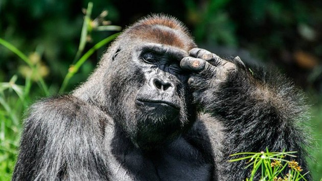 Goril samec Makumba zblzka