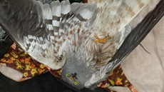 Na snímku je postřelený moták lužní, kterého ornitologové předali do záchranné Na snímku je postřelený moták lužní, kterého ornitologové předali do záchranné