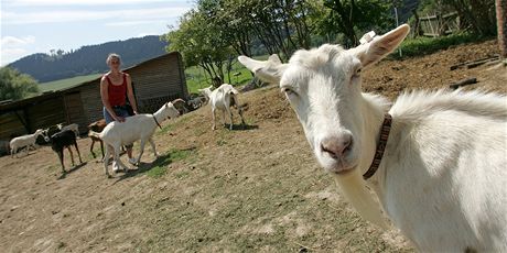 Zemdlci v Karlovarském kraji lákají ím dál astji na agroturistiku. Práce na farm nebo zahrad je pro nkteré lidi ideální dovolená.