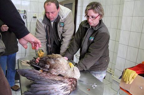 Operace orla moského v záchranné stanici Rozovy u Temelína