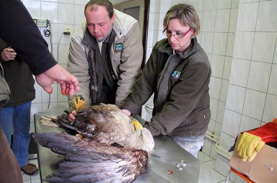 Operace orla moského v záchranné stanici Rozovy u Temelína