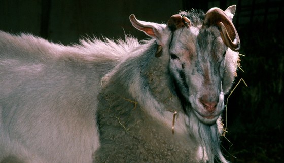 Chimérické spojení ovce a kozy, známé pod oznaením "geep" (v etin snad...