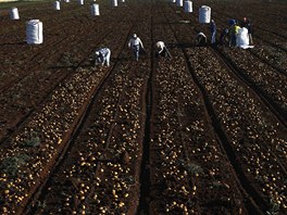 Day labourers collect potatoes in a field belonging to Spanish farmer Santiago...