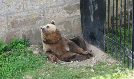 Medvd Medouek ije v píkopu ped branou do zámku.