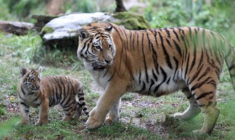 Mlád tygra ussurijského s matkou Tanjou ve zlínské zoologické zahrad (ilustraní snímek).