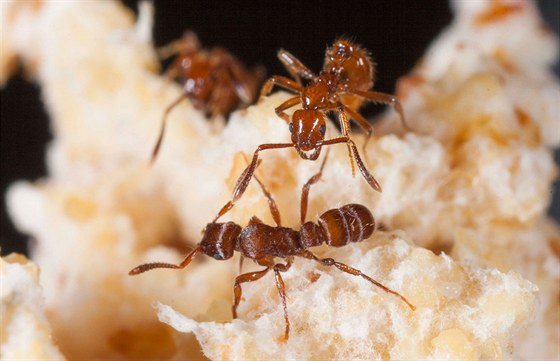 Parazitický Megalomyrmex symmetochus (nahoe) se chystá na nájezdného mravence...
