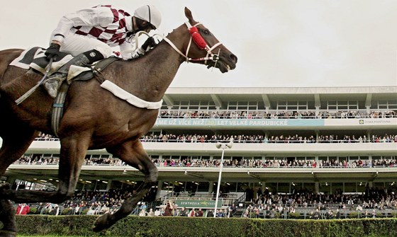 Josef Váa mladí a Silver Regent v kvalifkaci na Velkou pardubickou. 