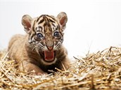 Mlád tygra sumaterského