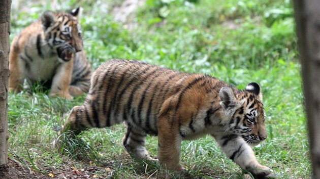 Koata se narodila na konci kvtna ve zlnsk zoo, chovatel nevdli, e je tygice bez.