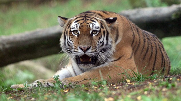 e je samice tygra ussurijskho bez chovatel nevdli.