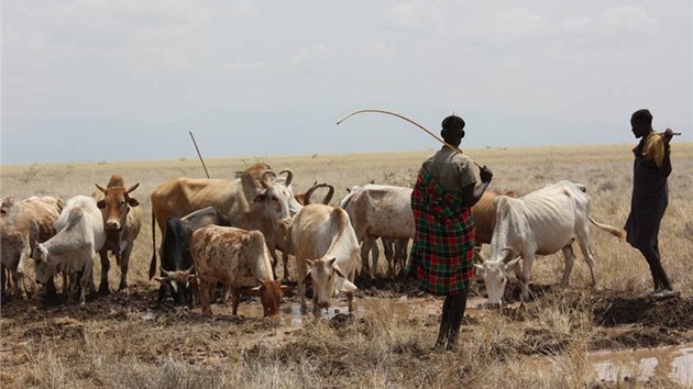 Pastevci vedou dobytek k vod rozlit u vrtu. (Kea, z 2013)