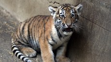 tymsíní mlád tygra ussurijského, narozené ve zlínské zoo.