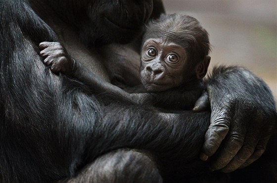 ZOO Praha slaví 50. let chovu goril a 82. let své existence.