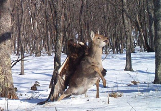 Orel na zádech napadeného jelena. Toto je druhý ze tí poízených snímk.