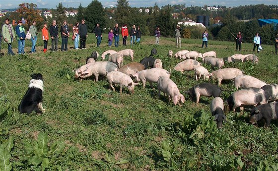 Neobvyklý rekord vznikl v sobotu dopoledne na biofarm v Jihlav-Sasov. lo o