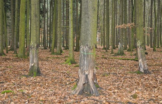 Zv, kterou majitel honitby lákal do jedné lokality, zniila les. Takto zde byly okousané stromy.