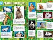 Ukázka dvoustrany z aktuálního alba MF DNES Mazlíčci, věnované nejkrásnějším...