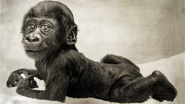 Goril samec Assumbo il v pvodnm Pavilonu opic do roku 1999, pak se sthoval do Nmecka.