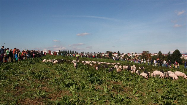 Neobvykl rekord vznikl v sobotu dopoledne na biofarm v Jihlav-Sasov. lo o voln pasen co nejvtho stda vep za pomoci co nejvtho potu pask z ad veejnosti.