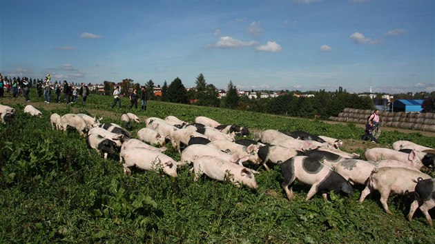 Neobvykl rekord vznikl v sobotu dopoledne na biofarm v Jihlav-Sasov. lo o voln pasen co nejvtho stda vep za pomoci co nejvtho potu pask z ad veejnosti.