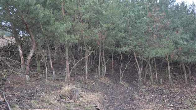 Znien les v honitb na Plzesku.