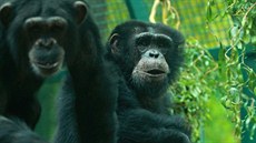 Ve venkovním výběhu se šimpanzi kromě jiného učí hledat schované žrádlo. V... Ve venkovním výběhu se šimpanzi kromě jiného učí hledat schované žrádlo. V...