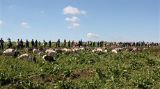 Neobvyklý rekord vznikl v sobotu dopoledne na biofarm v Jihlav-Sasov. lo o