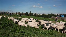 Neobvyklý rekord vznikl v sobotu dopoledne na biofarm v Jihlav-Sasov. lo o...