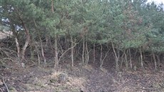 Zv, kterou majitel honitby lákal do jedné lokality, zniila les. Takto zde byly okousané stromy.