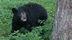 Do olomoucké zoologické zahrady na Svatém Kopečku dorazila nová samice medvěda... Do olomoucké zoologické zahrady na Svatém Kopečku dorazila nová samice medvěda...