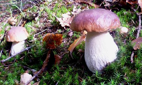 Hibovité houby stále rostou, jak se o tom pesvdil i redaktor MF DNES.