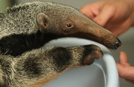 V zoologické zahrad se mlád tohoto druhu narodilo ji potetí, nikde jinde...