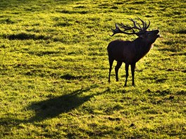 Pohled na troubícího jelena pi západu slunce je impozantní.