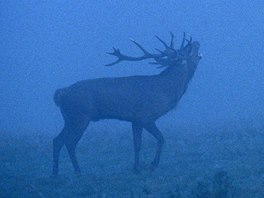 Setkání s troubícím jelenem v ranní mlze.