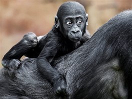 Úpln první gorila dorazila do praské zoologické zahrady ped 50 lety. Za tuto