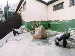 Ve starém Pavilonu opic nebyly pro chov goril z dneního pohledu vyhovující...