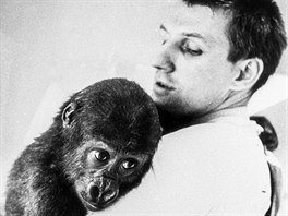 První gorila dorazila do praské zoo ped 50 lety, byl to sameek Titan (na...