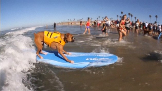 Surfujc psi na pli v Kalifornii
