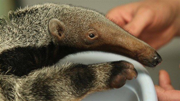 V zoologické zahrad se mlád tohoto druhu narodilo ji potetí, nikde jinde...