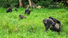 Gorily níinné jsou v africké pírod kriticky ohroené. Na vin je pedevím...