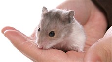 Křeček se dá ochočit, takže v něm na dva tři roky můžete najít příjemného... Křeček se dá ochočit, takže v něm na dva tři roky můžete najít příjemného...