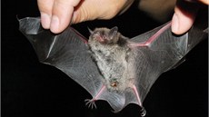 Even Toenovský ukazuje netopýra vodního pi kontrolním odchytu v areálu