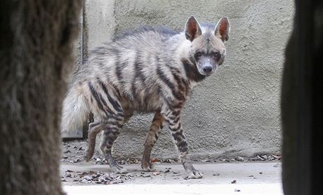 Hyena (ilustraní foto z jihlavské zoo)