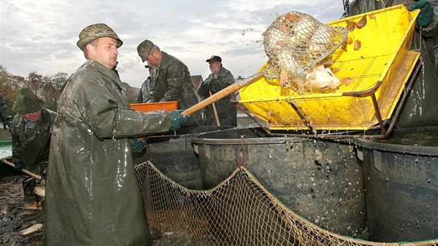 Vlov Dvorskho rybnka u Zbirohu, patcho Lesn a rybnin sprv Zbiroh Jerome Colloredo-Mansfelda. Rokycant rybi konstatovali, e hlavn kvli povodnm dodaj na trh o zhruba tetinu ryb mn.
