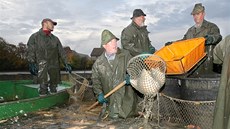 Výlov Dvorského rybníka u Zbirohu, patícího Lesní a rybniní správ Zbiroh