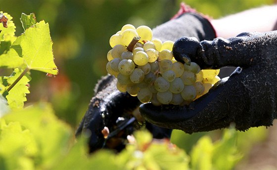 V eském Krumlov obnoví tradici pstování vína. (Ilustraní snímek)