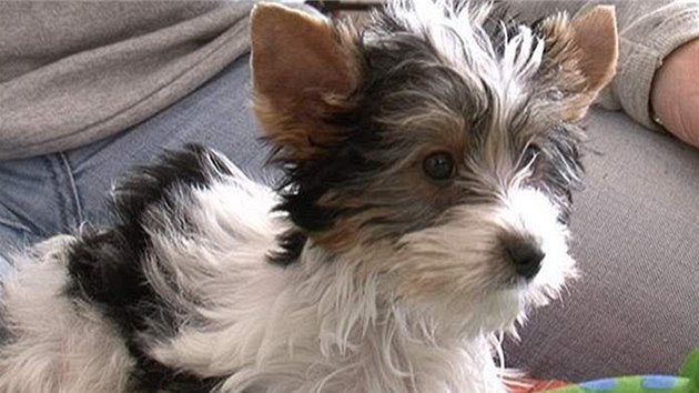 Biewer yorkshire terrier