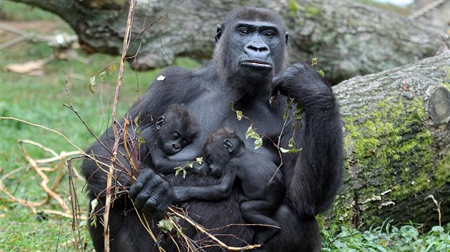 Zdrav goril mlata se od narozen dokou na bie matky udret sama dky chopovmu reflexu.
