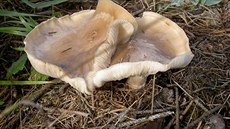 Nedovaené houby mohou ublíit vaemu zdraví